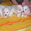 COTON DE TULEAR