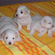 COTON DE TULEAR