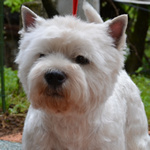 Zahodnovišavski beli terier Nicky