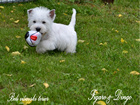 COTON DE TULEAR