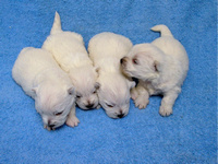 ZAHODNOVIšAVSKI BELI TERIER - MLADIČKI 03.06.2010