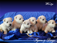 ZAHODNOVIšAVSKI BELI TERIER - MLADIČKI 13.04.2011