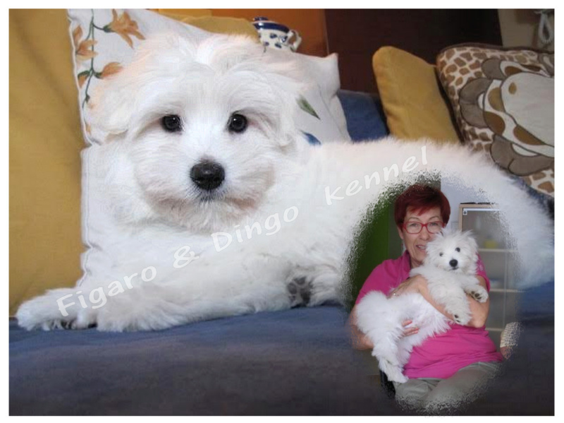 Coton de Tulear